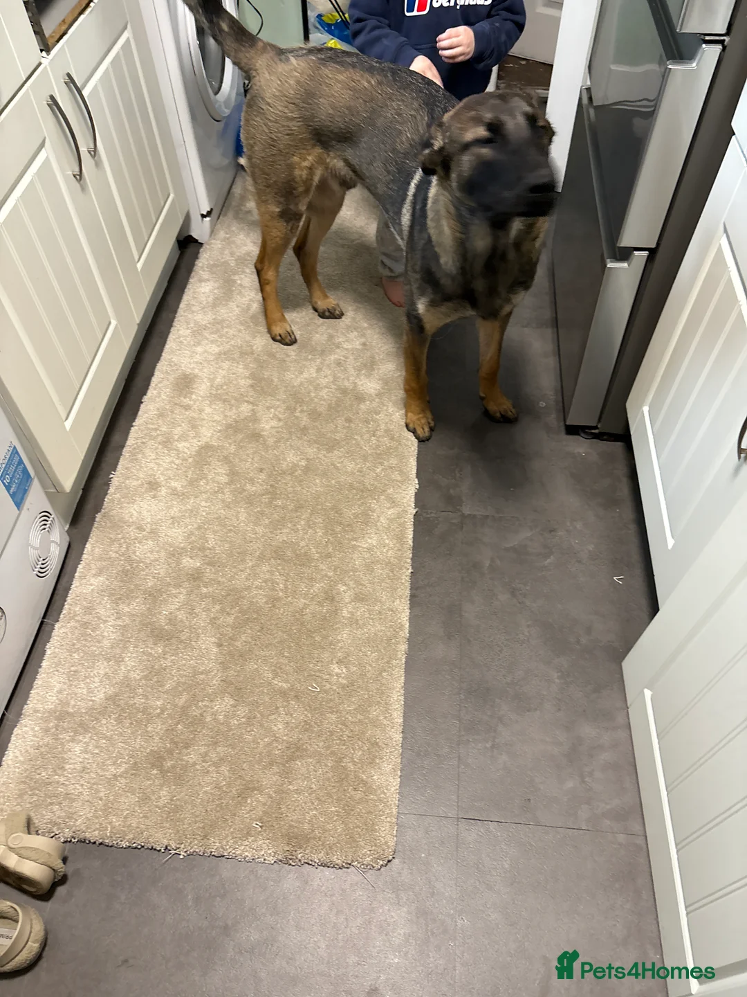 Belgian Shepherd Dog dogs for sale: Belgian Mali 9month old  - Advert 3