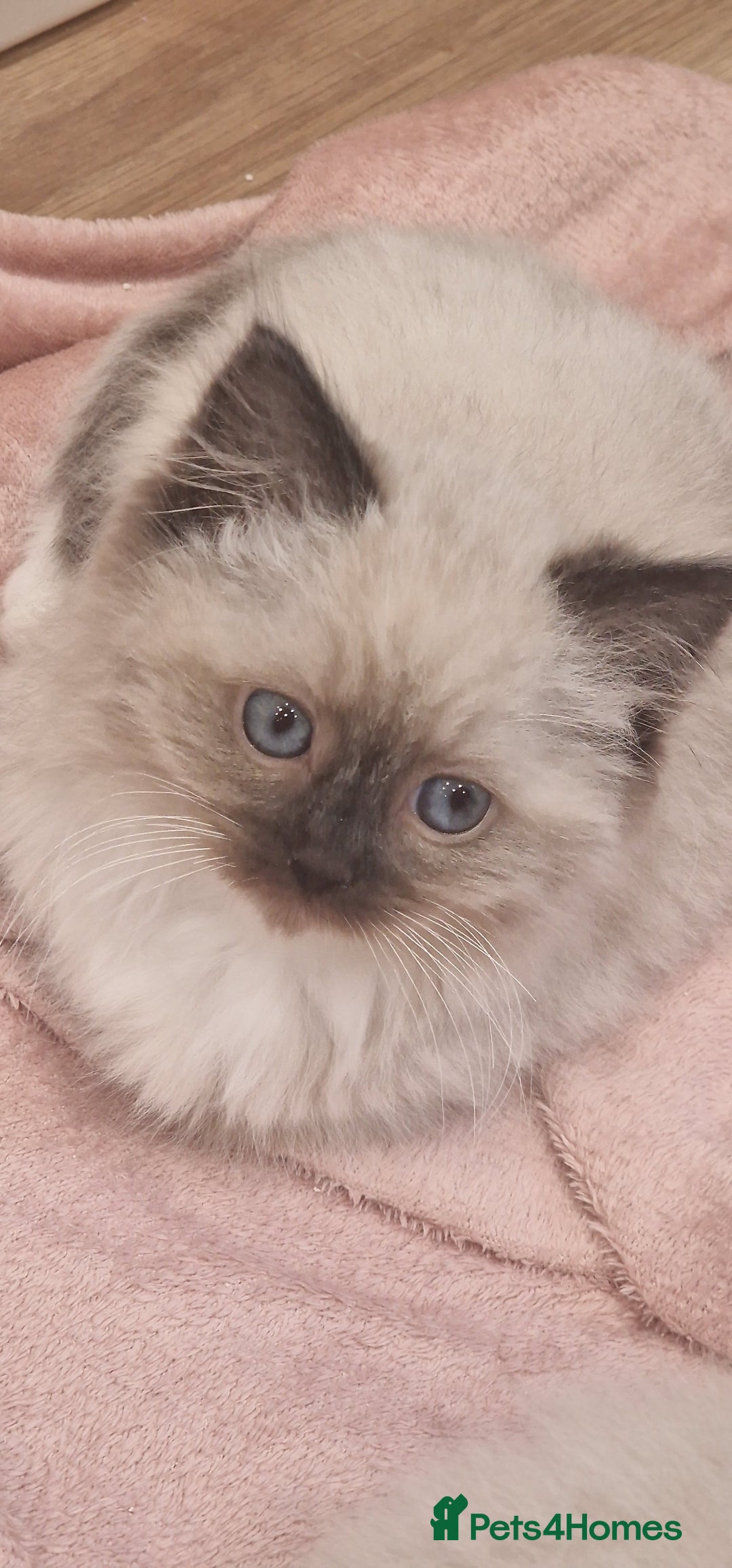 Ragdoll cats for sale: Ragdoll kittens ready now - Advert 11