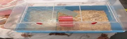 Mouse rodents for sale: Siamese Male mouse with cage appox 6months old  - Advert 8