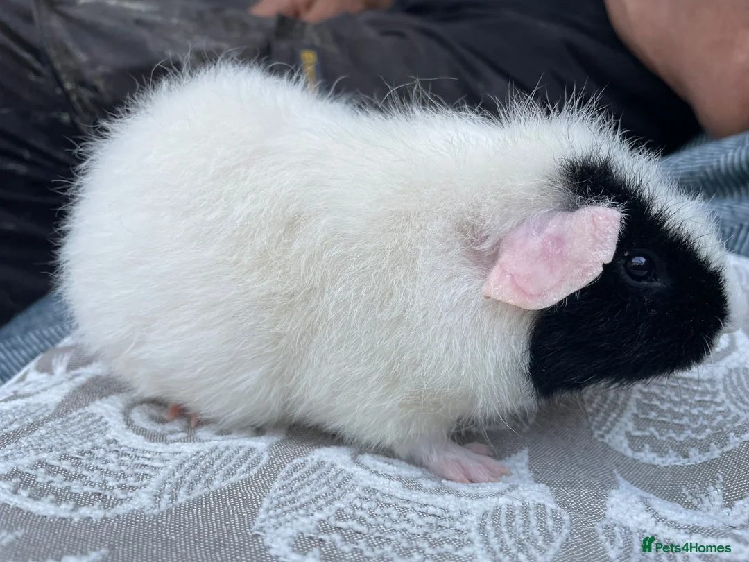 Guinea Pig rodents for sale: Teddy breed Male Guinea Pigs - Advert 4