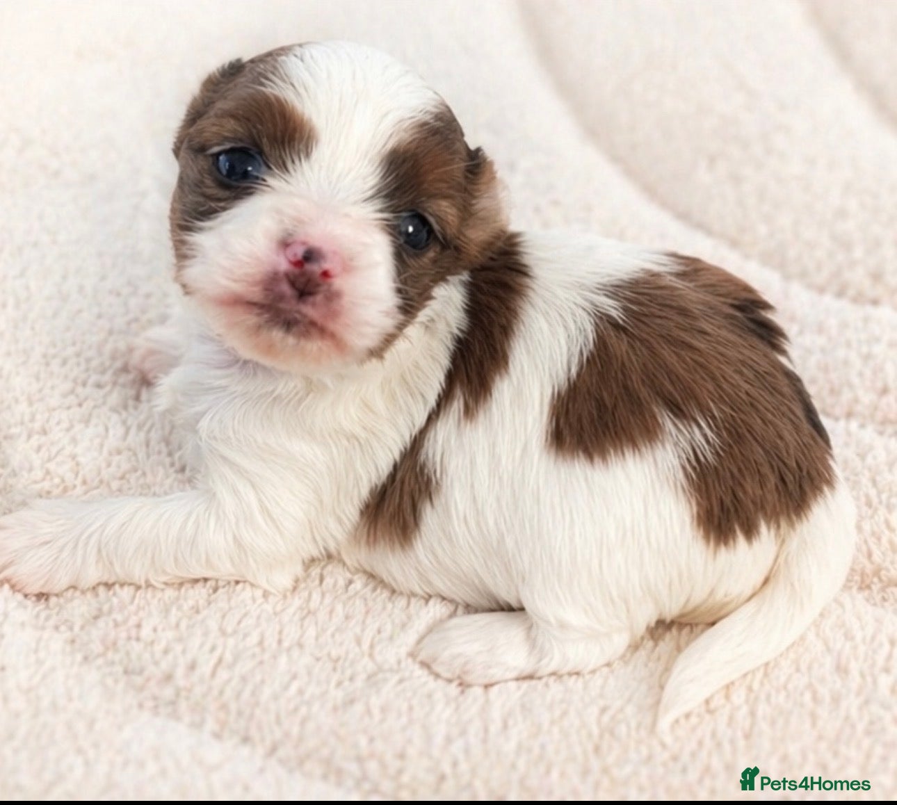 Yorkshire Terrier dogs Tiny & Rare Chocoberry Merle Girl💕  - Advert 1