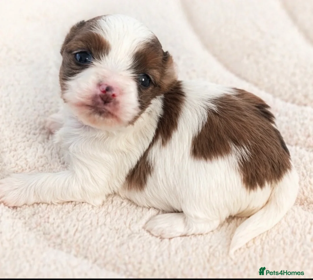 Yorkshire Terrier dogs for sale: Tiny & Rare Chocoberry Merle Girl💕  - Advert 1