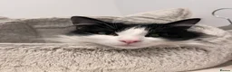 Domestic Shorthair cats for sale: 2 Black and White Cats  - Advert 10