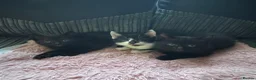 Mixed Breed cats for sale: 3 lovely Kittens for sale  in Wednesbury - Advert 1