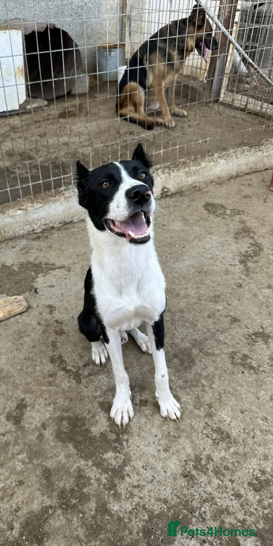 Mixed Breed dogs for adoption: Adopt Arlo!  Your new best friend in the making in Grimsby - Advert 12