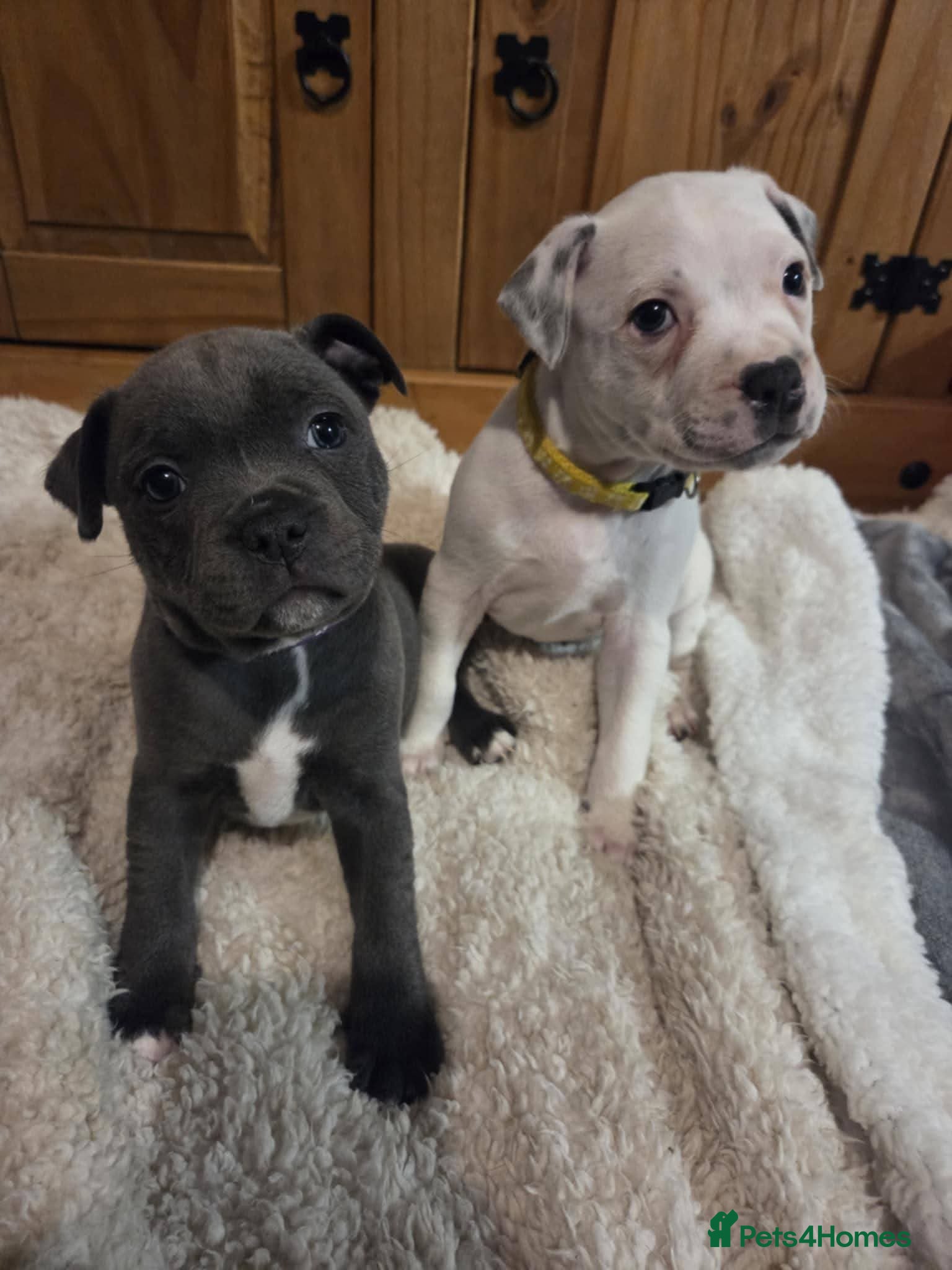 Staffordshire Bull Terrier dogs Blue staffie puppies 🐶  - Advert 11