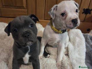 Staffordshire Bull Terrier dogs Blue staffie puppies 🐶 - Advert 11
