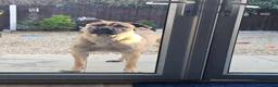Cane Corso dogs for sale: Beautiful cane corso x puppies  - Advert 12