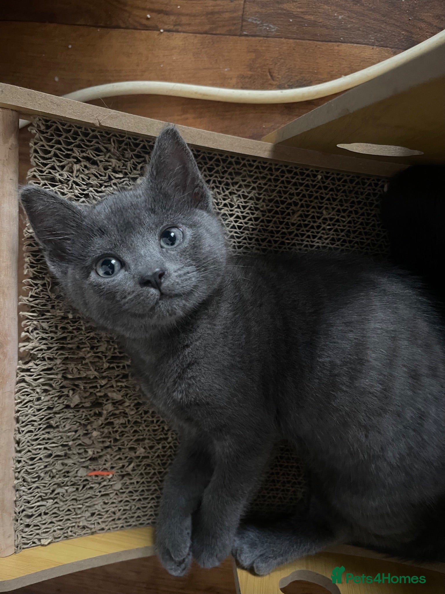 Ragdoll cats ONLY 3 left  ragdoll mixed kittens - Advert 13
