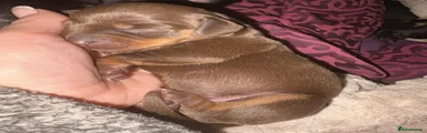 Dachshund 3