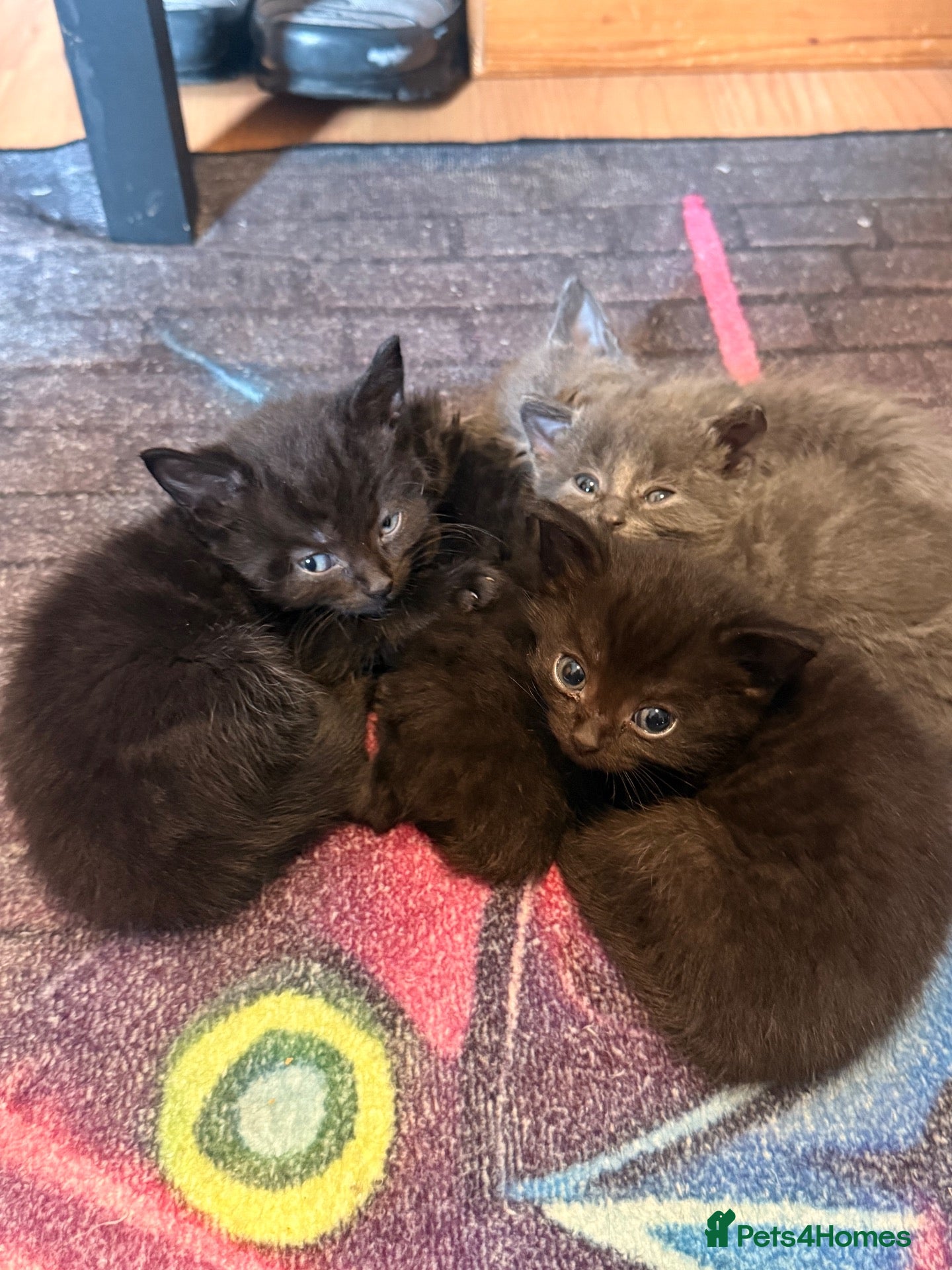Domestic Shorthair cats Adorable 7-Week-Old Kittens Ready for Loving Home! - Advert 1