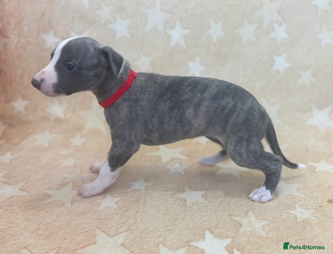 Whippet dogs for sale: Top quality KC registered Whippet pups - Advert 6