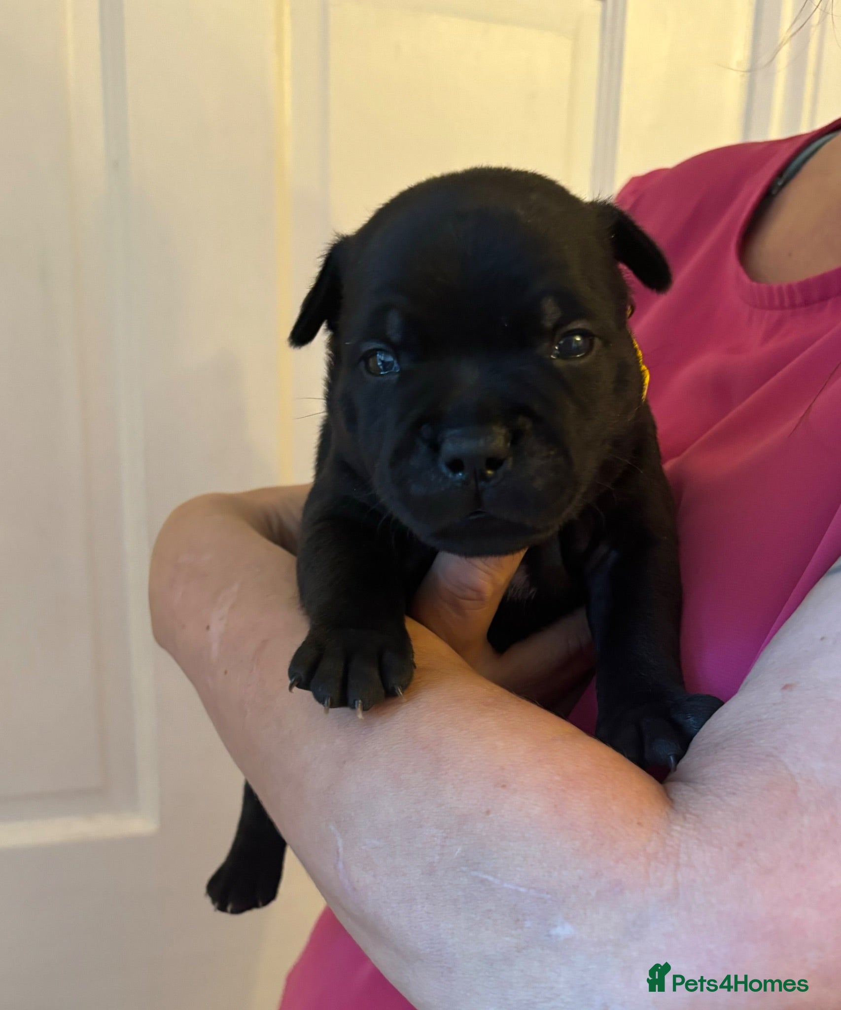 Staffordshire Bull Terrier dogs Stunning Litter 🖤💙 CH Bill & Nova - Advert 7