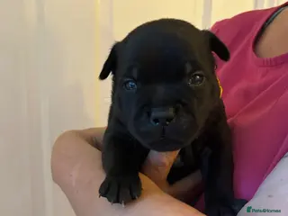 Staffordshire Bull Terrier dogs Stunning Litter 🖤💙 CH Bill & Nova - Advert 6