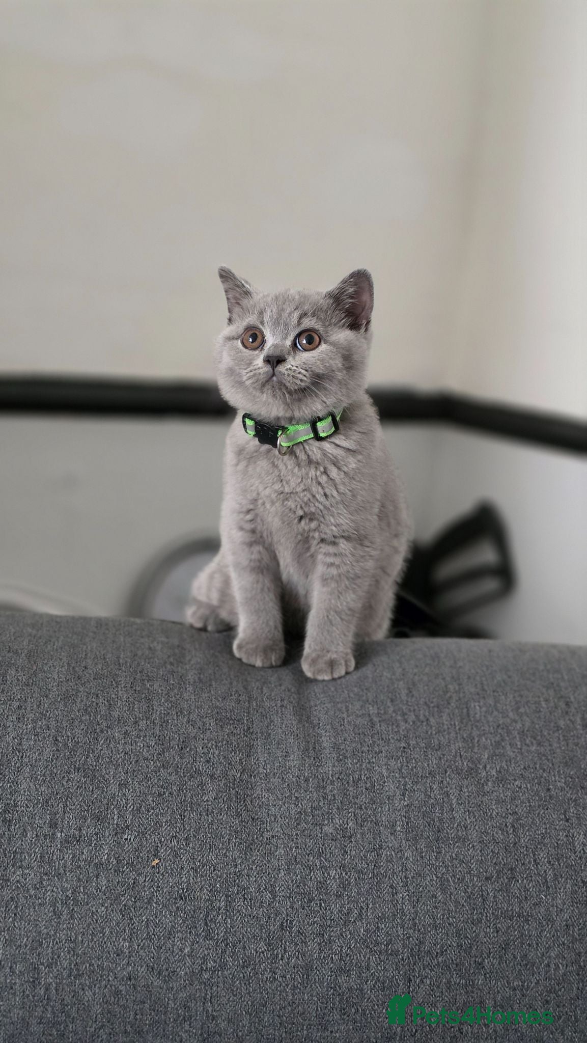 British Shorthair cats GCCF Reg British Shorthair Kittens - Advert 5