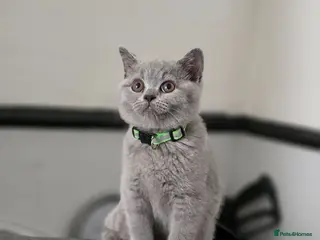 British Shorthair cats GCCF Reg British Shorthair Kittens - Advert 5