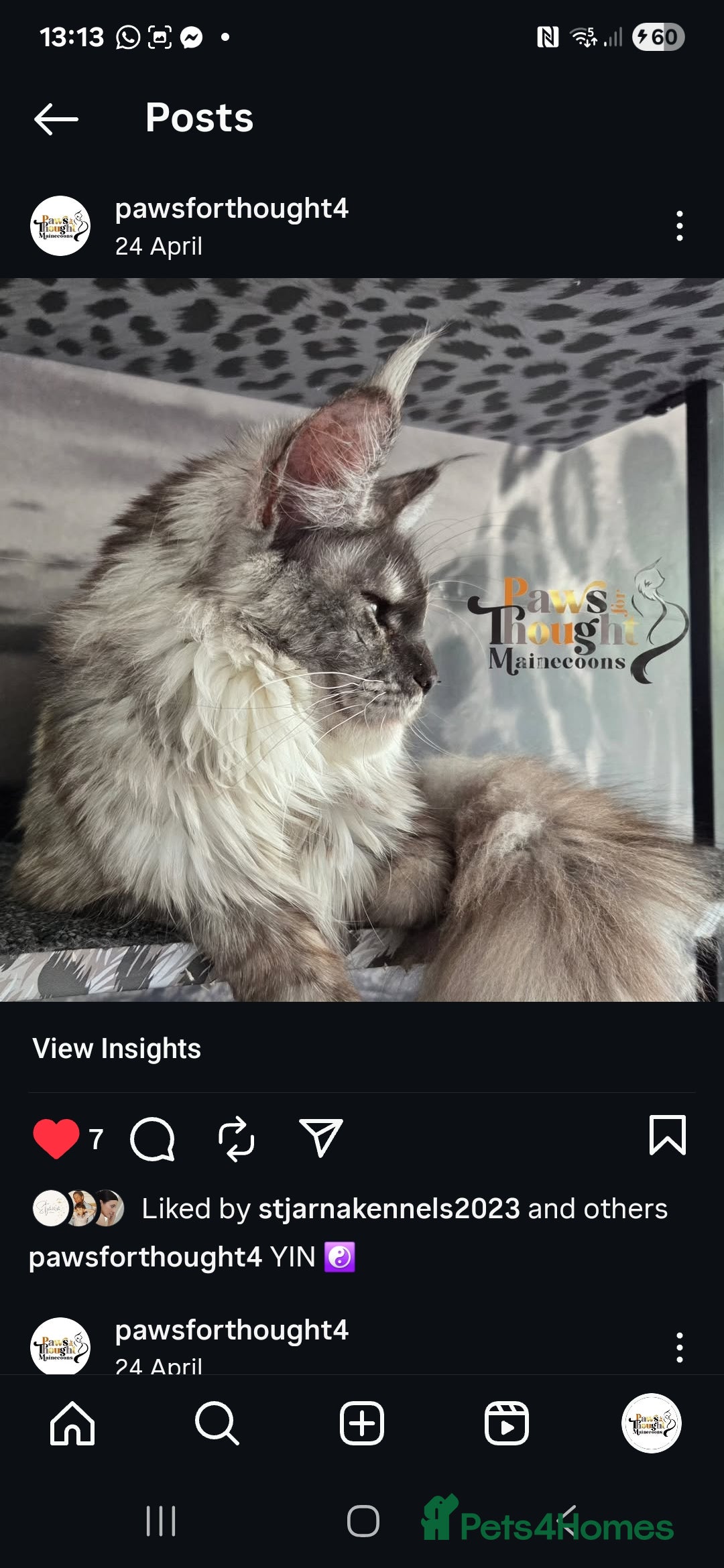 Maine Coon cats for sale: Stunning quality tica registered Mainecoon  - Image 29