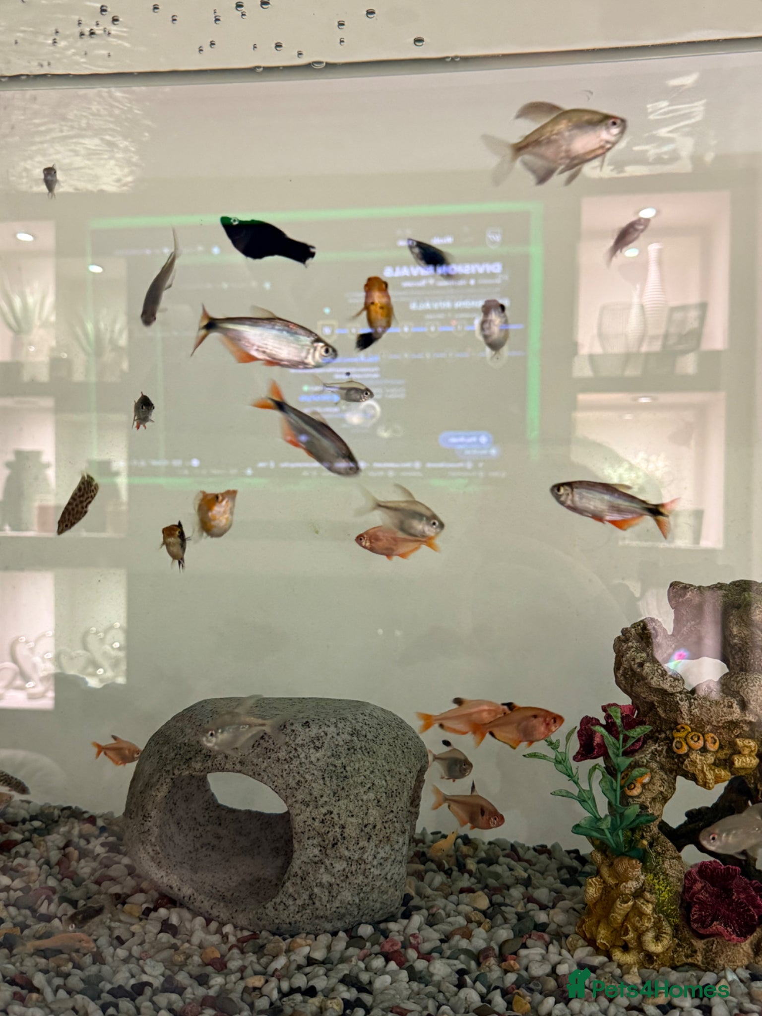 Other/Mixed Breed fish Mixed tropical fish  - Advert 2