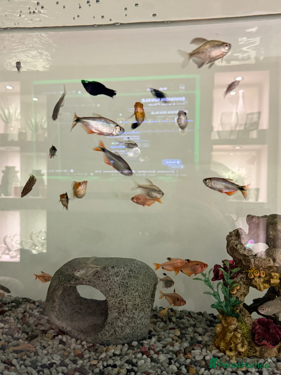 Other/Mixed Breed fish for sale: Mixed tropical fish  - Advert 1
