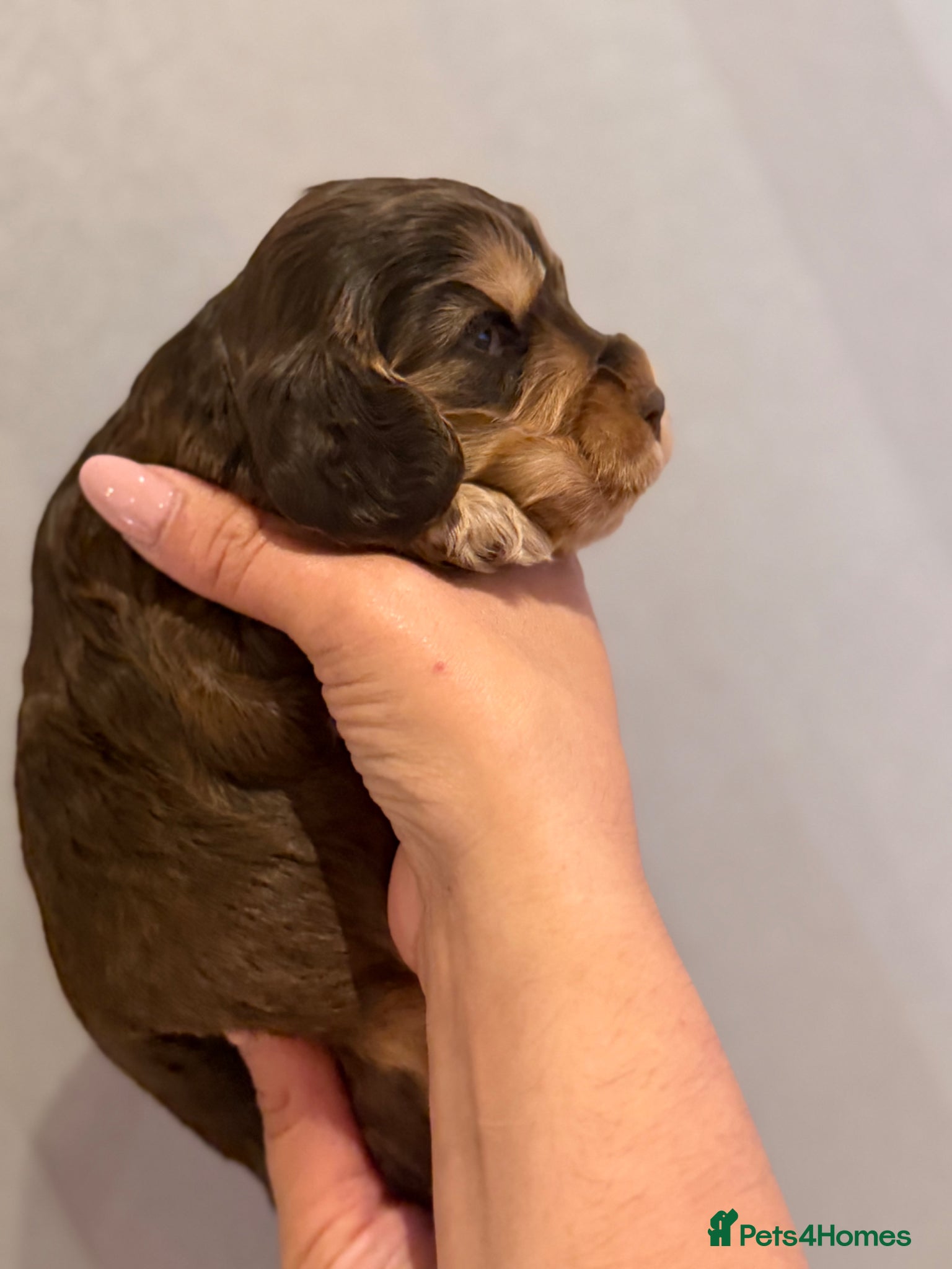 Cocker Spaniel dogs for sale: Golden & Chocolate Sable Show Cocker Puppies  in Doncaster - Advert 11