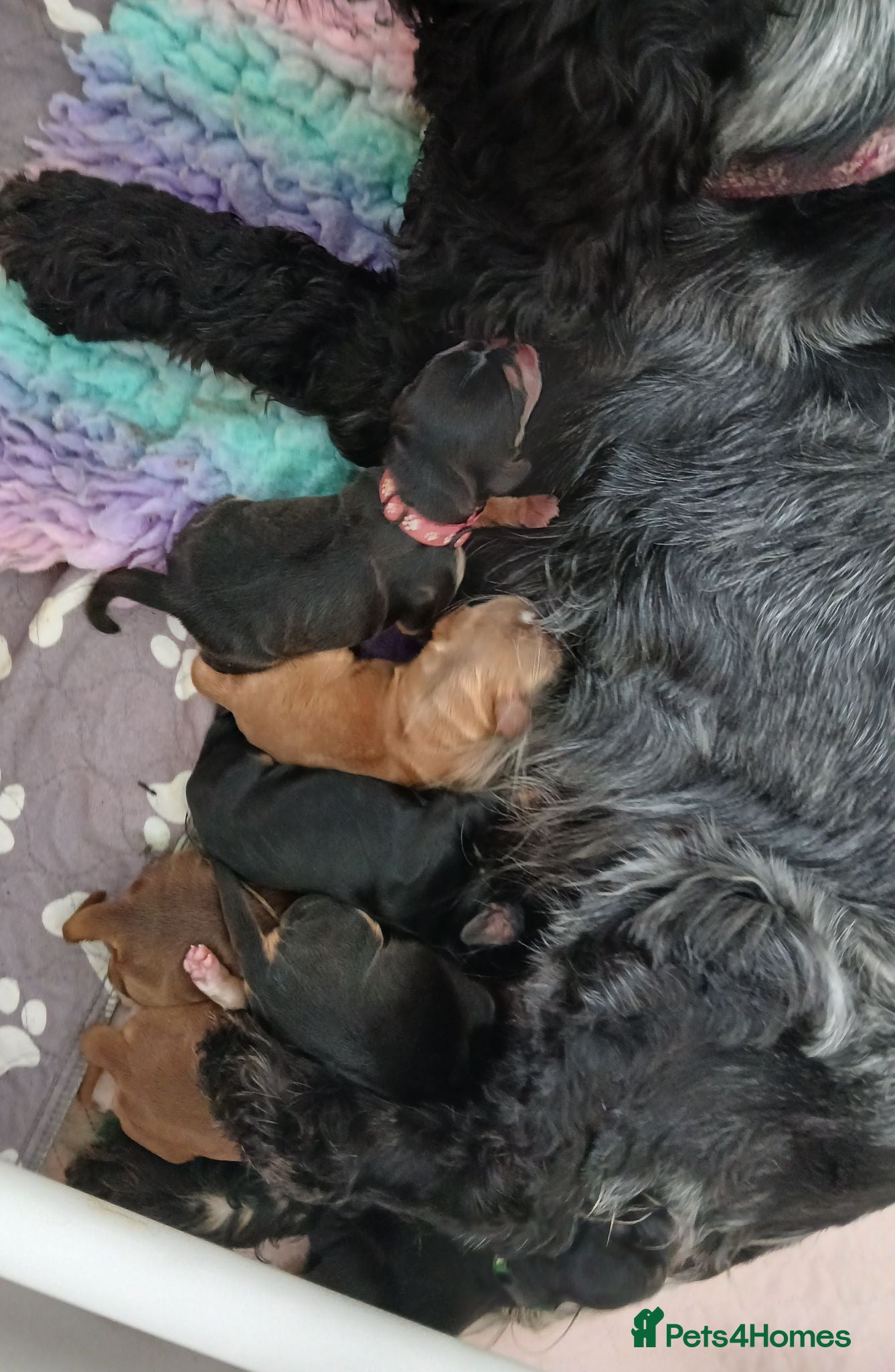 Cocker Spaniel dogs for sale: KC REG SHOW TYPE COCKER SPANIELS. - Advert 1