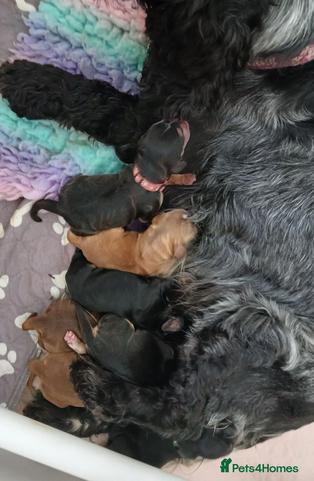 Cocker Spaniel dogs for sale: KC REG SHOW TYPE COCKER SPANIELS. - Advert 1