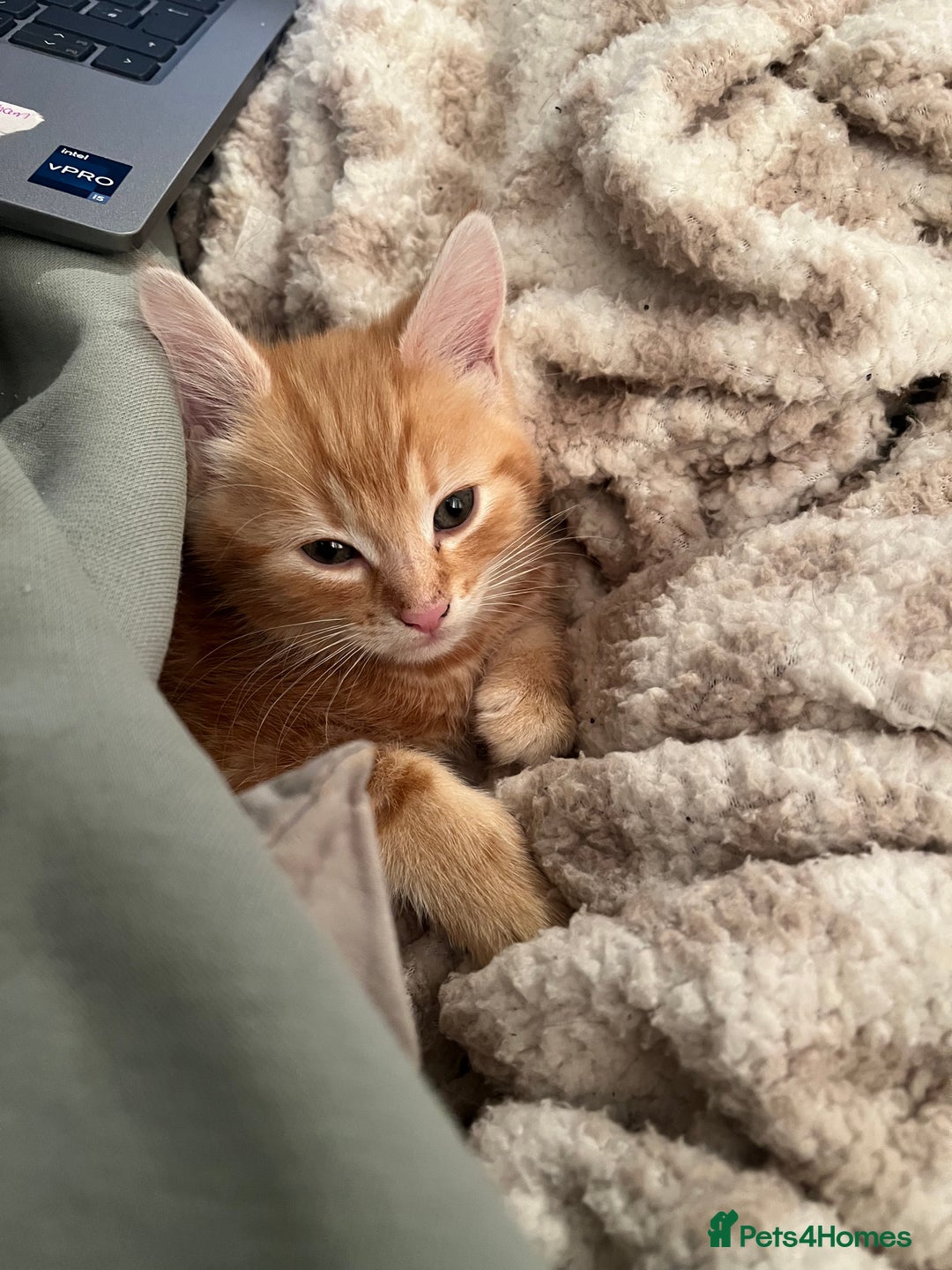 Mixed Breed cats for sale: Playful adorable kittens  - Advert 3