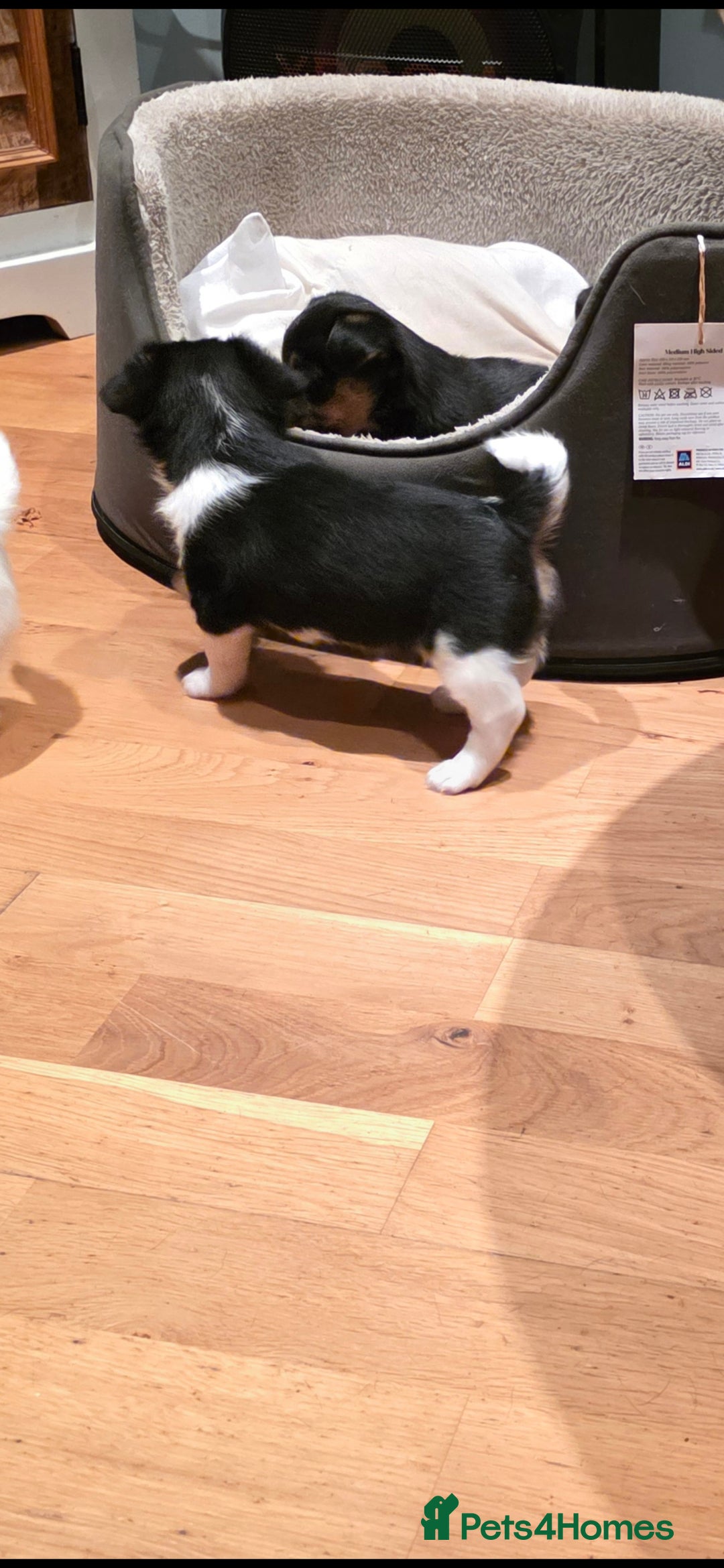 Jack Russell dogs for sale: Jack Russell puppies  - Image 9