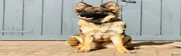 German Shepherd dogs for sale: Gentle 2 year old SPAYED German Shepherd in Exeter - Advert 9