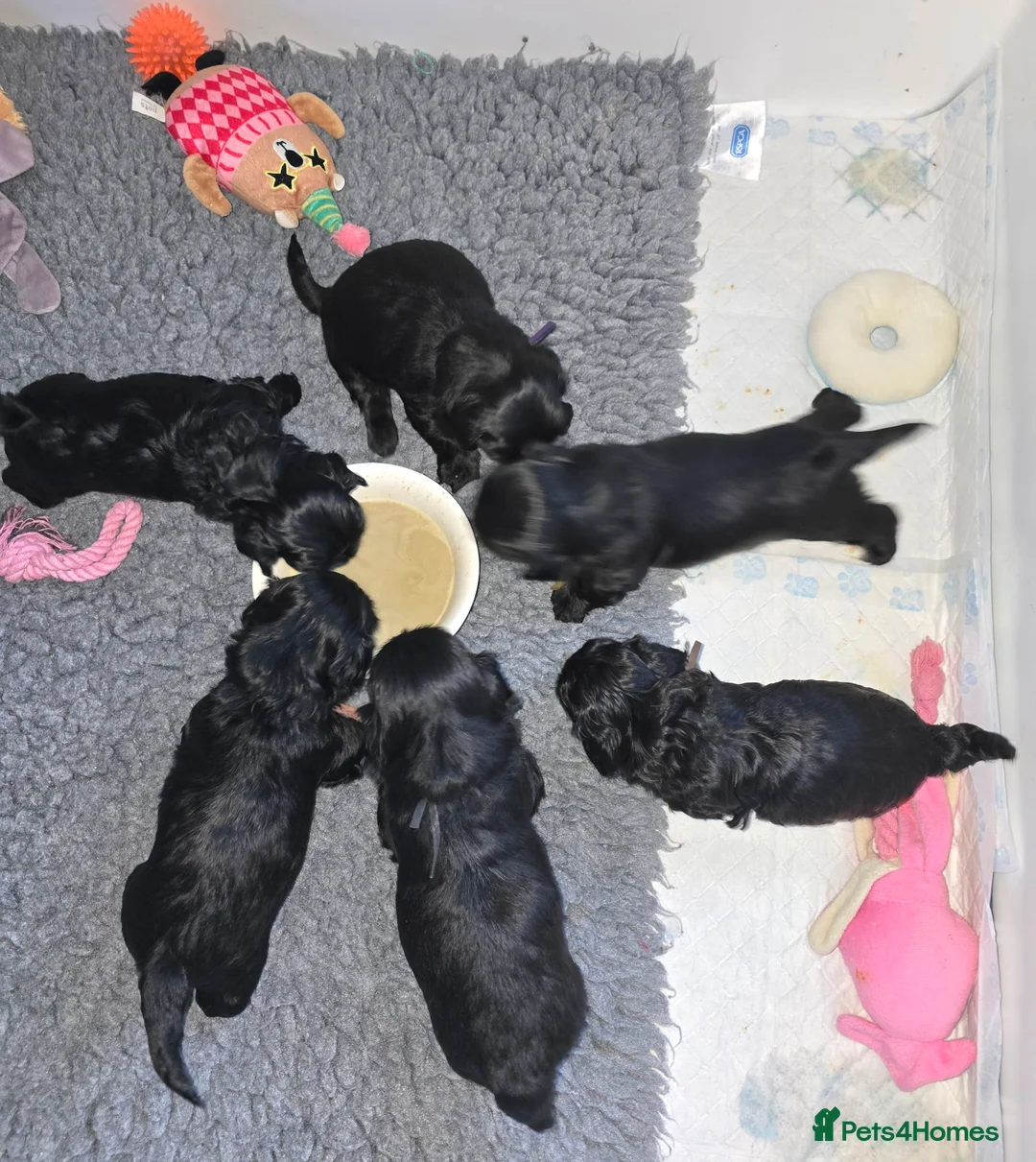 Havanese dogs for sale: The Dog of the 21st Century! in Haverfordwest - Advert 9