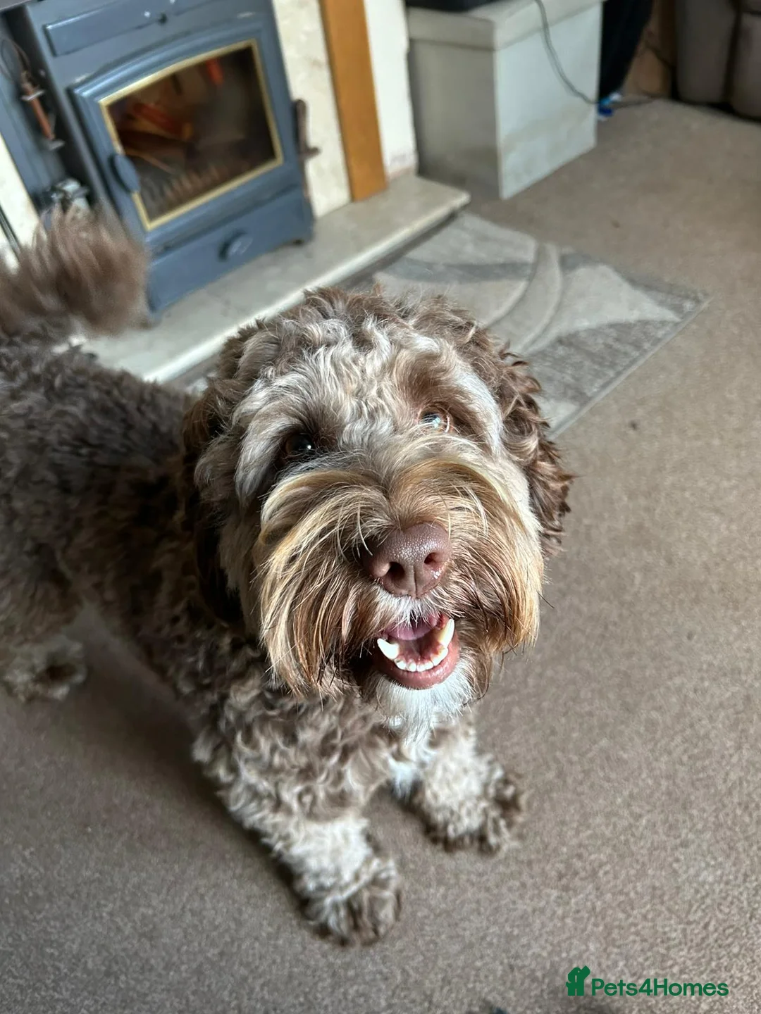 Labradoodle dogs for stud: 🌟Quality Australian Labradoodle 🌟 - Advert 5