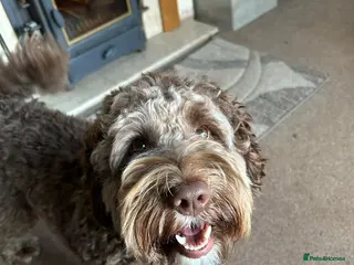 Labradoodle dogs 🌟Quality Australian Labradoodle 🌟 - Advert 4