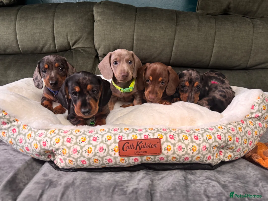 Miniature Dachshund dogs for sale: 6 cute miniature dachshund pupps available  - Advert 1