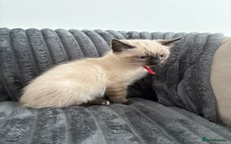 Ragdoll cats for sale: 2 Ragdoll Kittens left 🐾🤍 READY TO LEAVE NOW! - Image 32