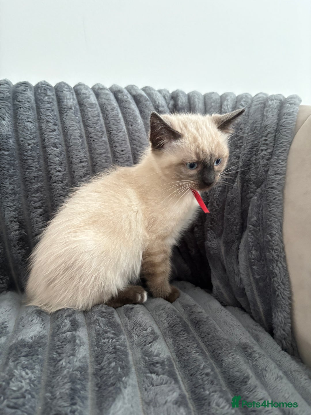 Ragdoll cats for sale: 2 Ragdoll Kittens left 🐾🤍 READY TO LEAVE NOW! - Image 32