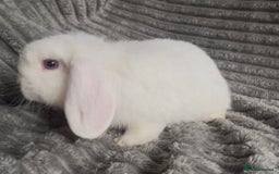 Mini Lop rabbits for sale: BEAUTIFUL MINI LOP BABIES READY NOW  - Image 9