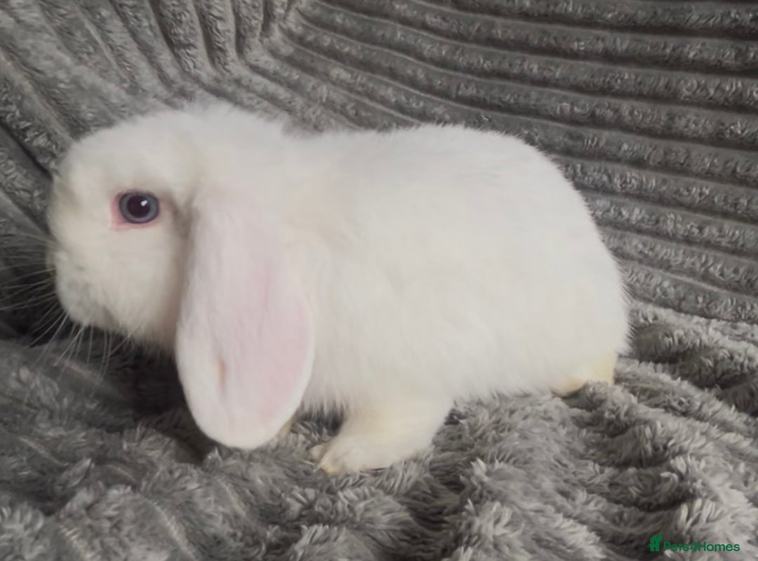 Mini Lop rabbits for sale: BEAUTIFUL MINI LOP BABIES READY NOW  - Image 9