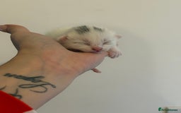 Domestic Shorthair cats for sale: Kittens looking for forever home.  - Image 14