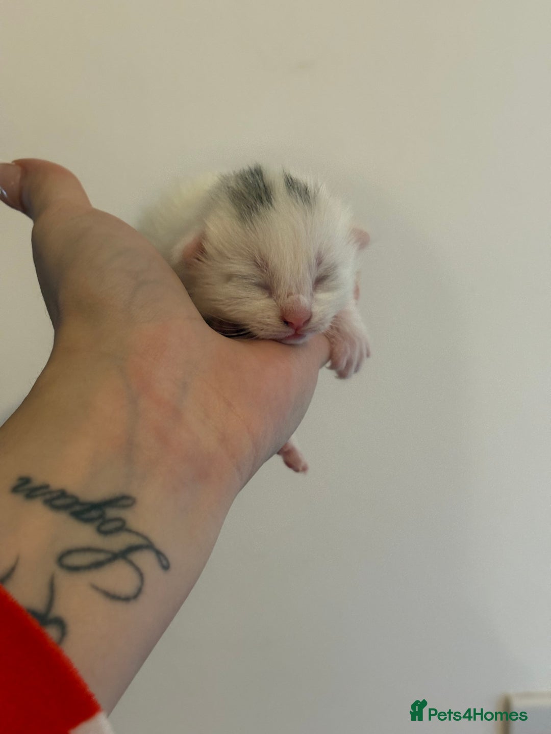 Domestic Shorthair cats for sale: Kittens looking for forever home.  - Image 14
