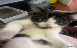 British Shorthair cats for sale: Panda and beautiful boy - Image 5