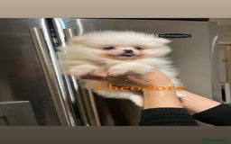 Pomeranian dogs for sale: 💝💝High-quality Beautiful boys💝💝 - Image 5