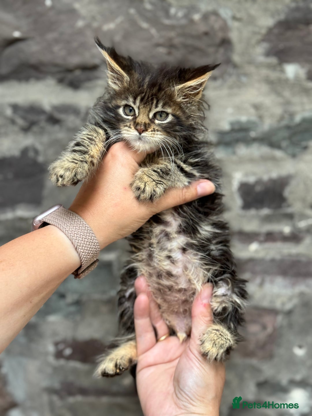 Maine Coon cats for sale: Gorgeous Black Tabby Mainecoon Kitten  - Image 13