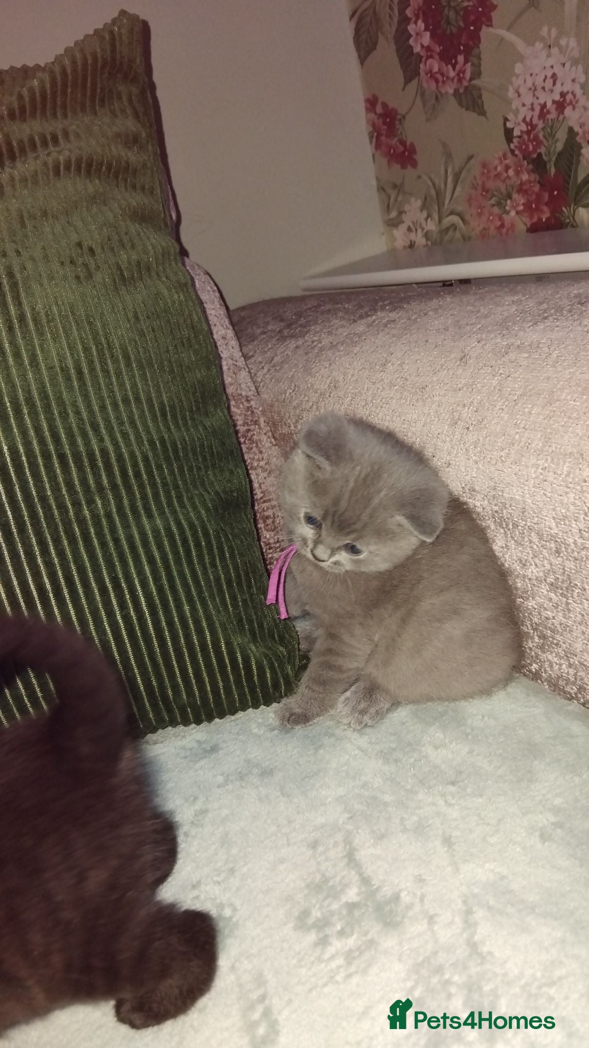 British Shorthair cats British shorthair x Domestic shorthair  - Advert 1