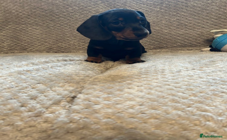 Miniature Dachshund dogs - Advert 1