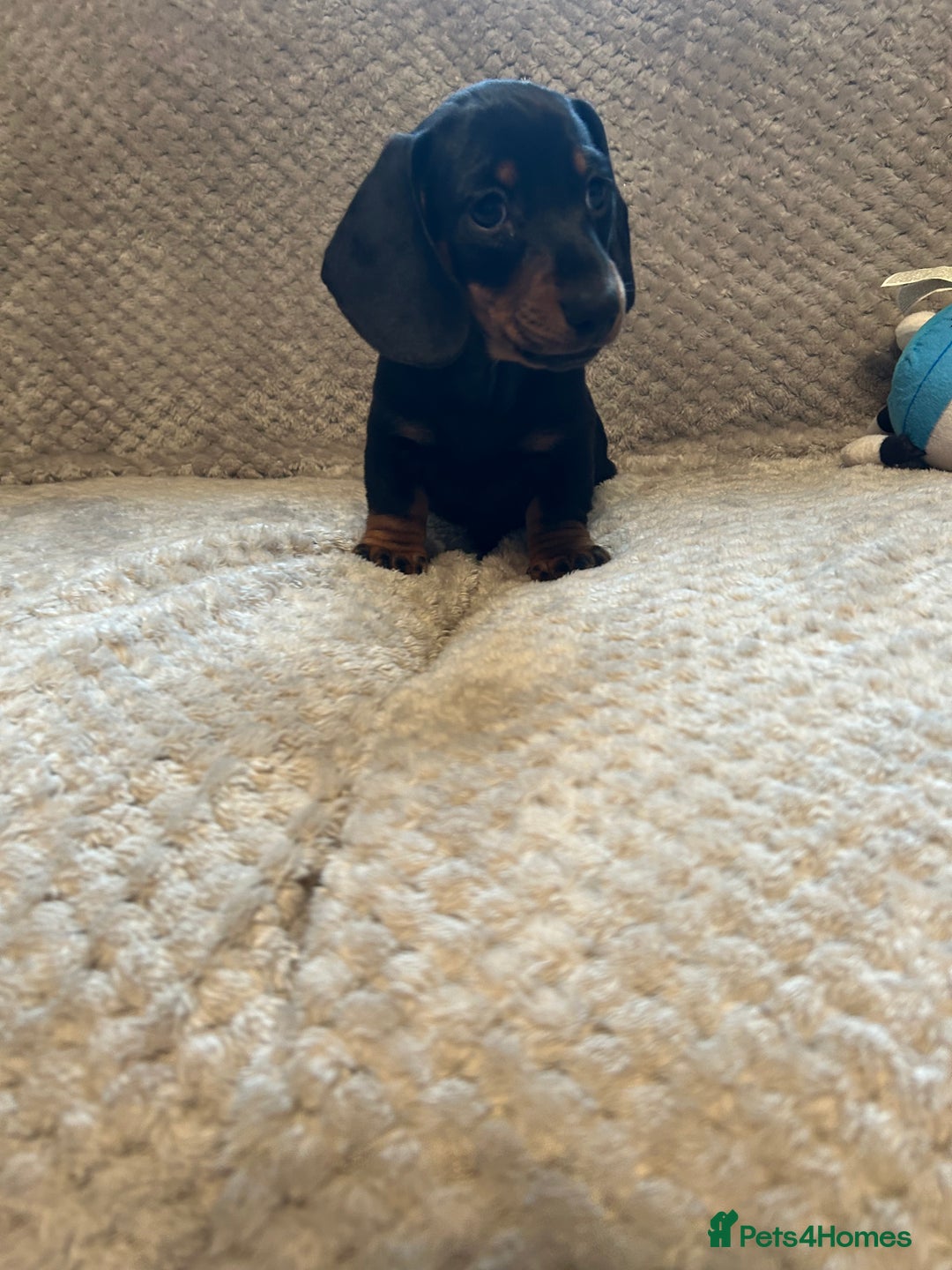 Miniature Dachshund dogs for sale: Miniature dachshund  - Image 1
