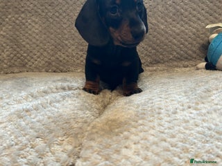 Miniature Dachshund dogs - Advert 11
