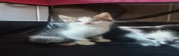 Mixed Breed cats for sale: 4 kittens looking for lovely homes  - Advert 4