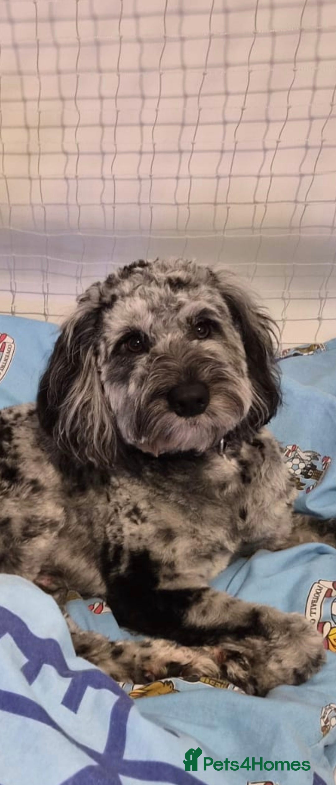 Cockapoo dogs Merle cockapoo stud - Advert 6