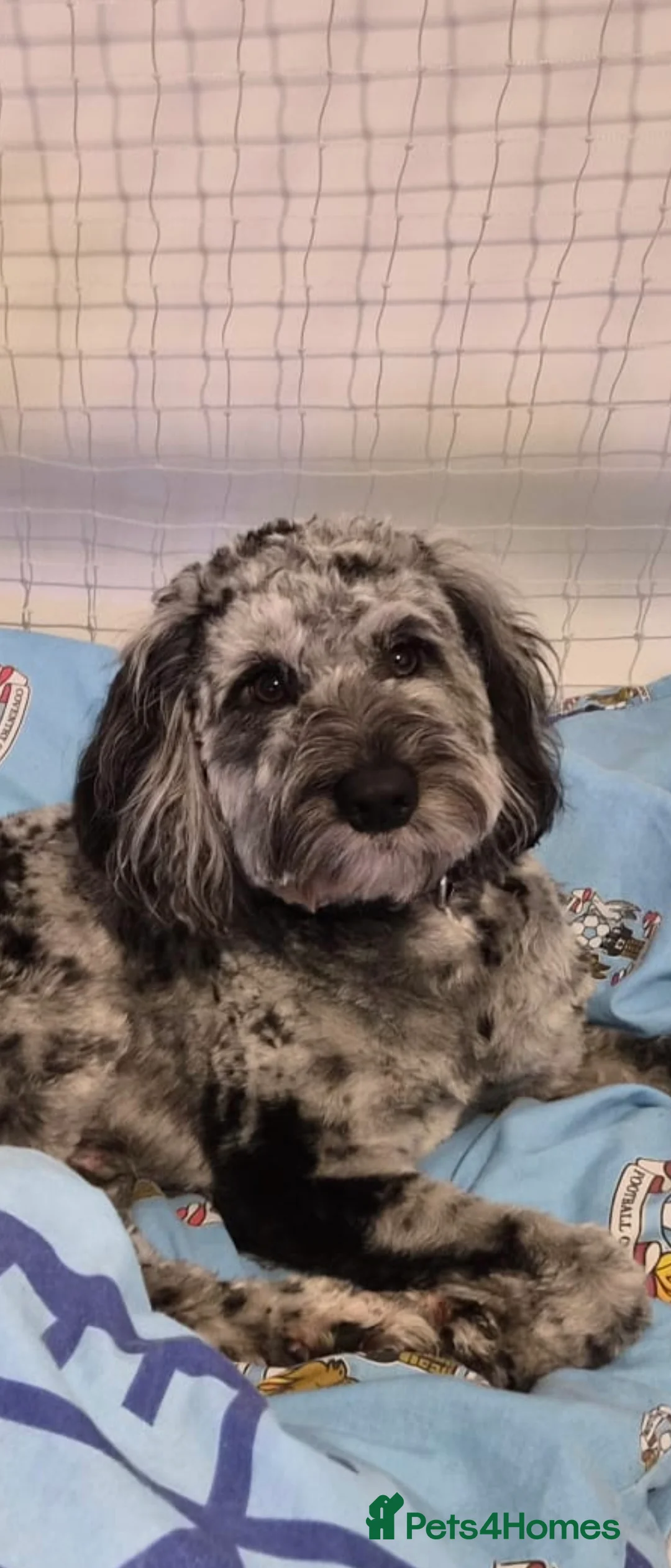 Cockapoo dogs for stud: Merle cockapoo stud in Leicester - Advert 1