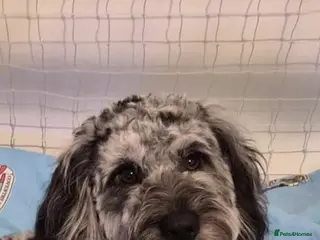 Cockapoo dogs Merle cockapoo stud - Advert 6